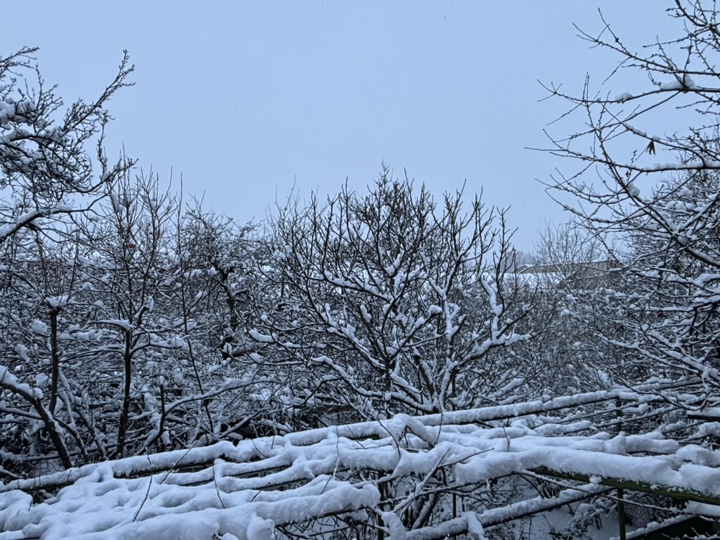 Gori, snow