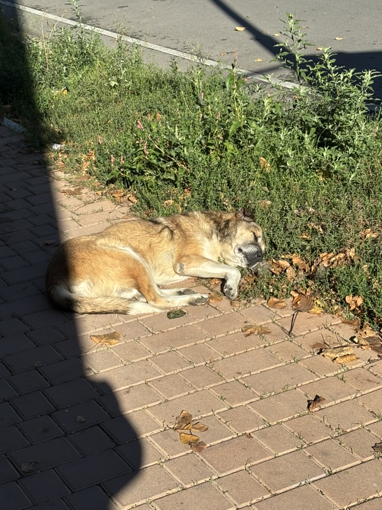 Sleeping dog
